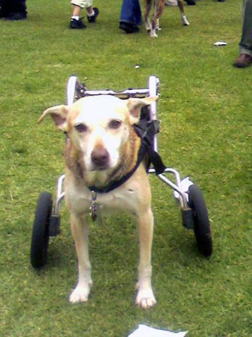 handicapped dog